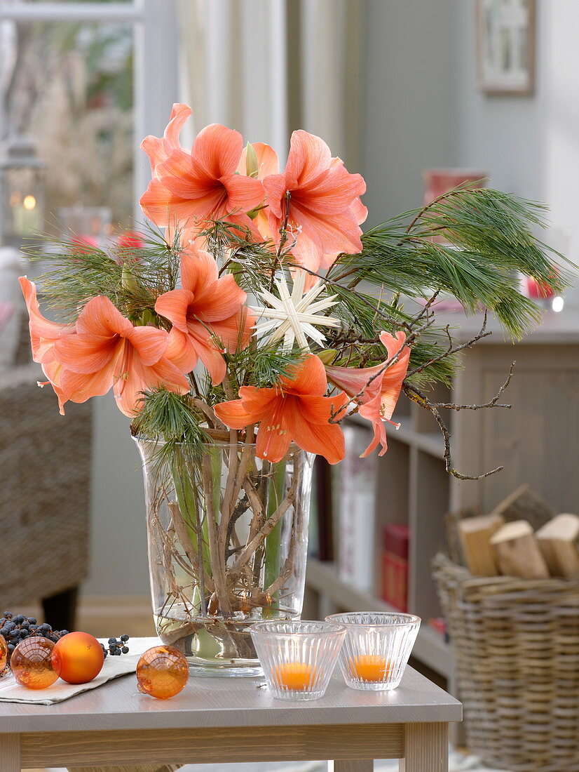 Hippeastrum 'Orange Souvereign', Pinus