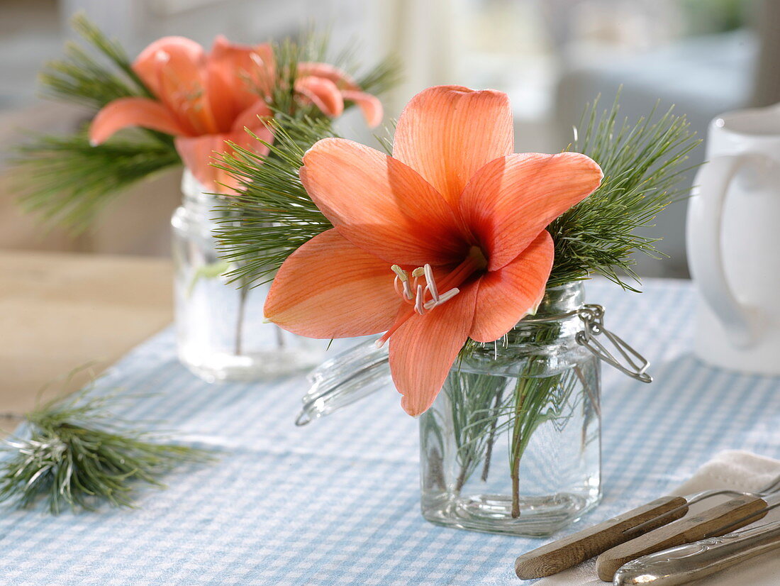 Single flowers of Hippeastrum 'Orange Souvereign' (Amaryllis) with Pinus