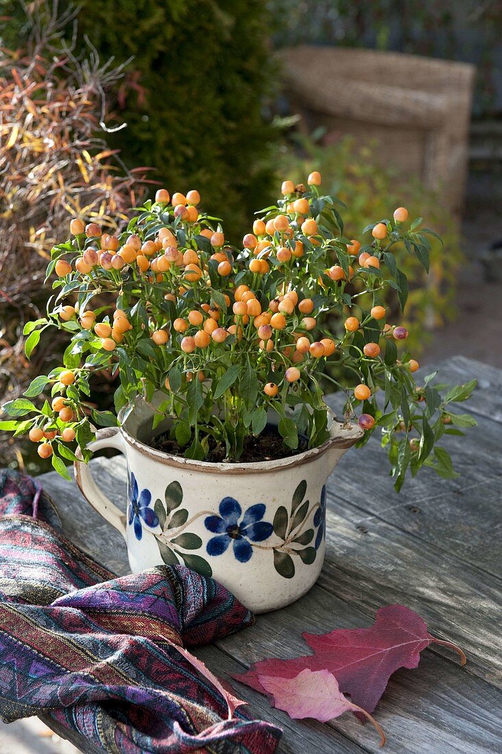 Capsicum 'Samba' (ornamental pepper) with orange fruits in pitcher