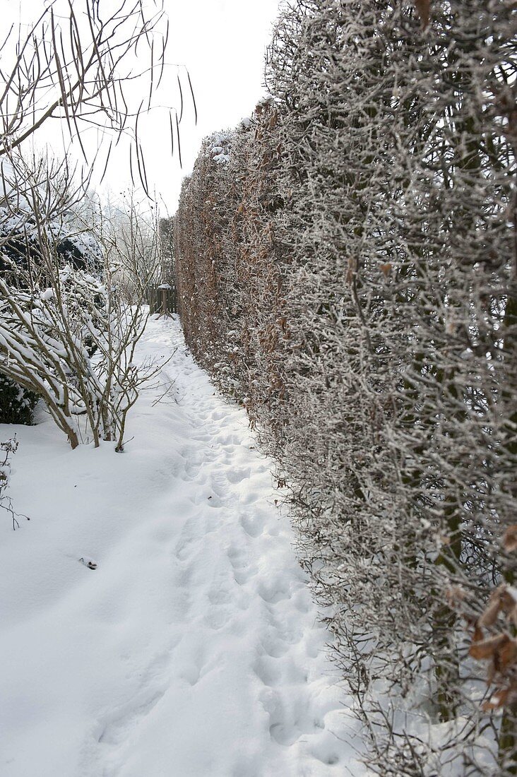 Verschneiter Garten mit Hecke aus Carpinus (Hainbuche, Weißbuche)