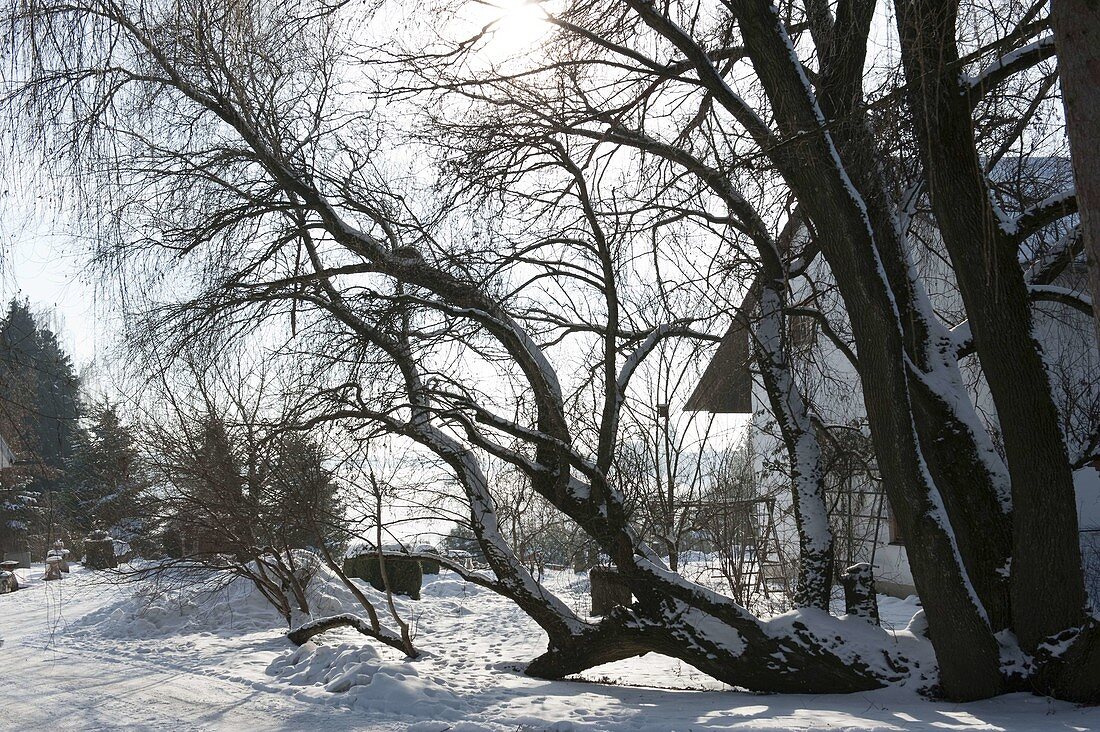 Liegender Baum im verschneiten Garten