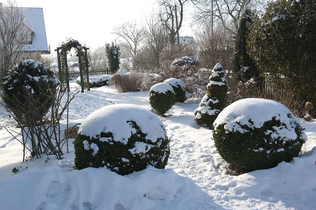 Verschneite Buxus (Buchs-Kugeln) und andere Gehölze im Hausgarten