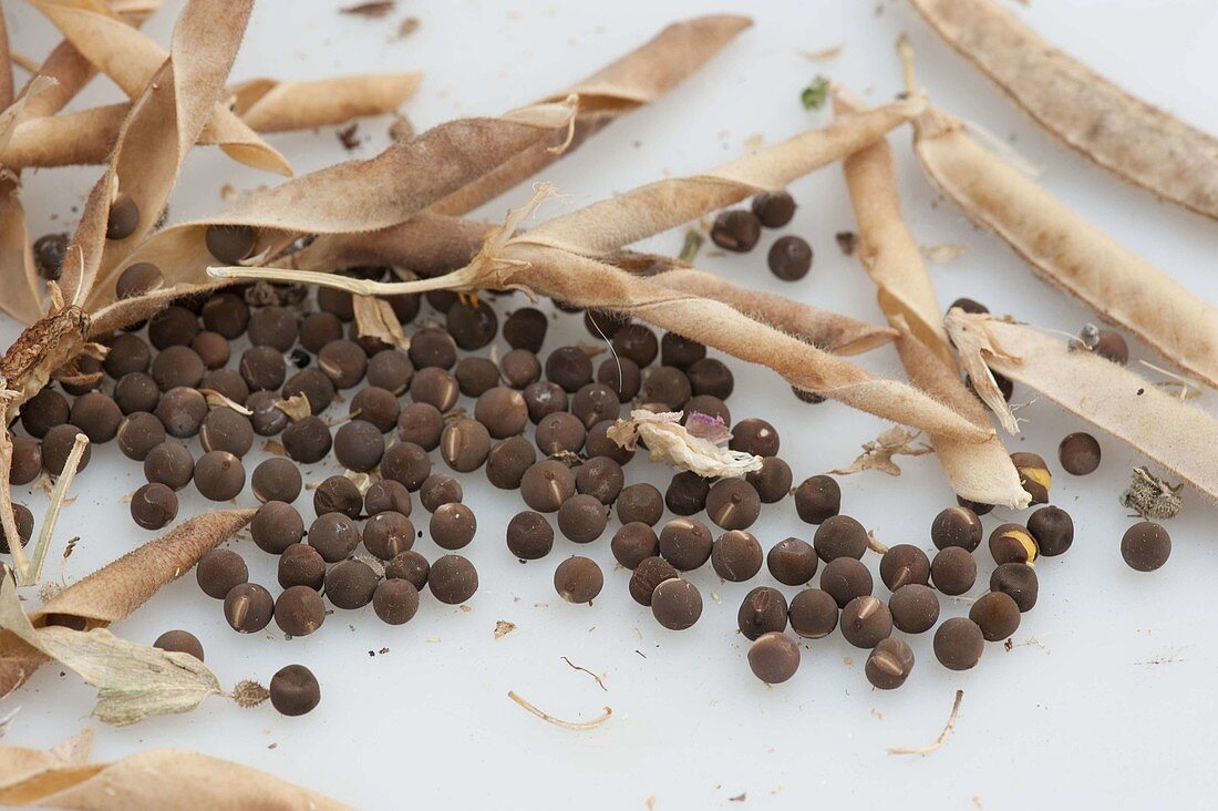 Seeds of Lathyrus odoratus (sweet pea)