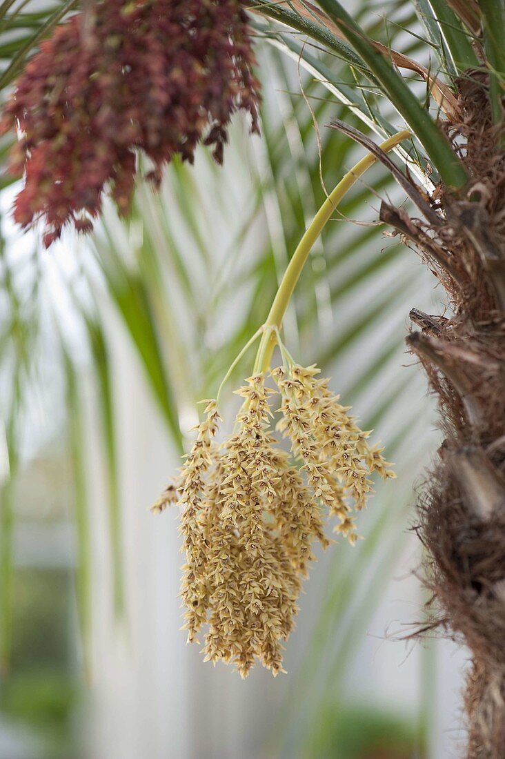 Blüte von Phoenix roebelenii (Zwerg-Dattelpalme)