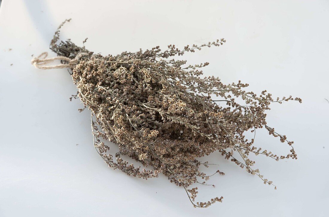 Mugwort (Artemisia vulgaris) dried as a spice for roast goose