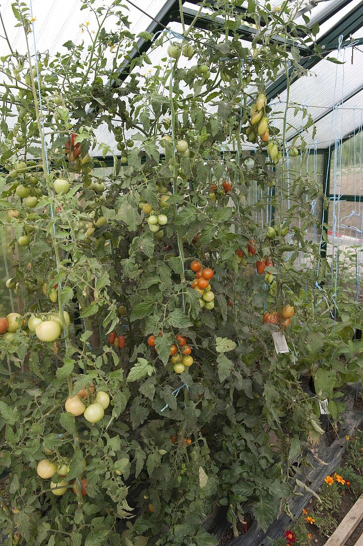 Tomatoes (Lycopersicon) with green and red fruits grown on strings