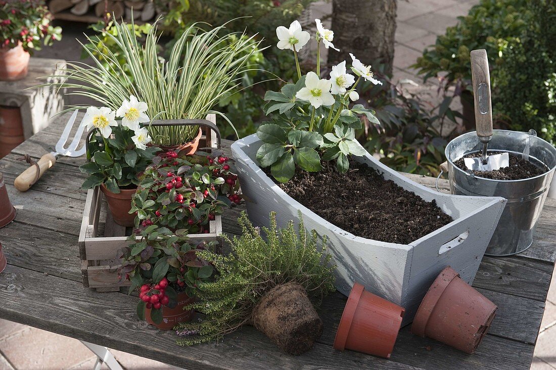 Planting a hardy wooden box (1/2)