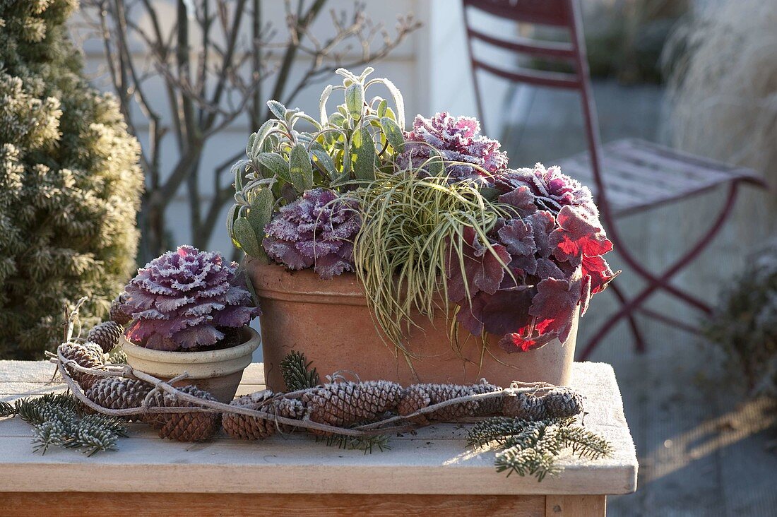 Kleiner Tonkasten mit Brassica (Zierkohl), Heuchera (Purpurglöckchen)