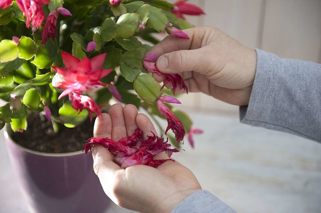 Blooming flowers of Schlumbergera erupt