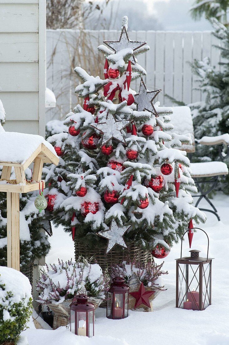 Picea pungens 'Glauca' (Spruce) as a Christmas tree in a basket