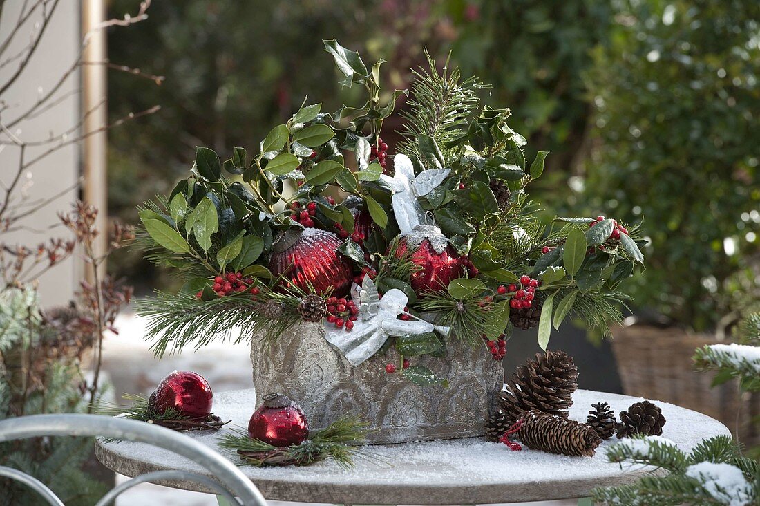 Christmas arrangement with Ilex (holly), Pinus (pine)