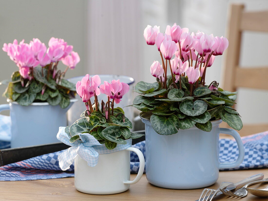 Pink cyclamen (cyclamen) in enameled milk pots