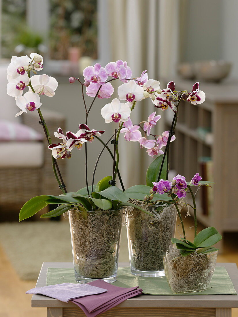 Phalaenopsis (Malaienblume, Schmetterlingsorchidee) in Glasgefäßen