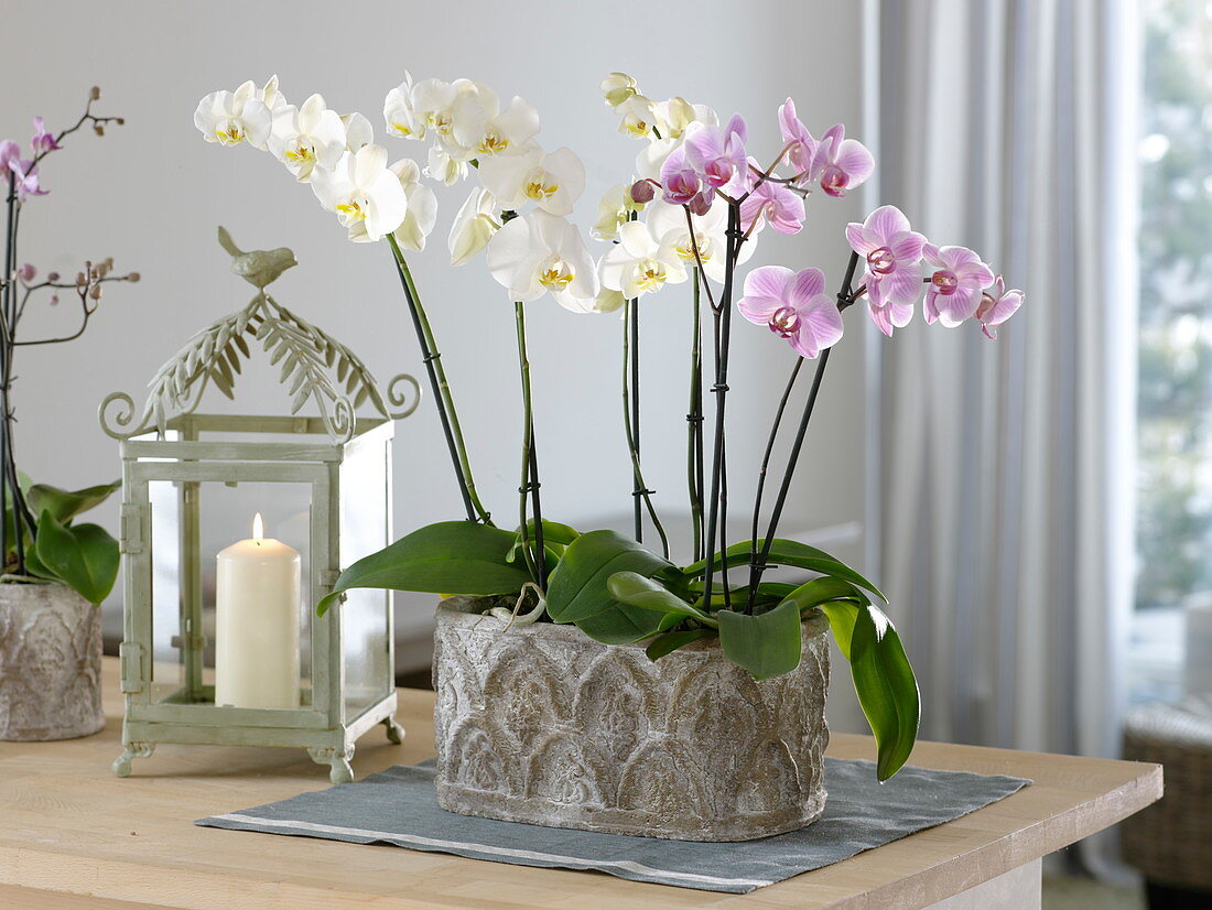 Phalaenopsis (Malay flower, butterfly orchid), lantern