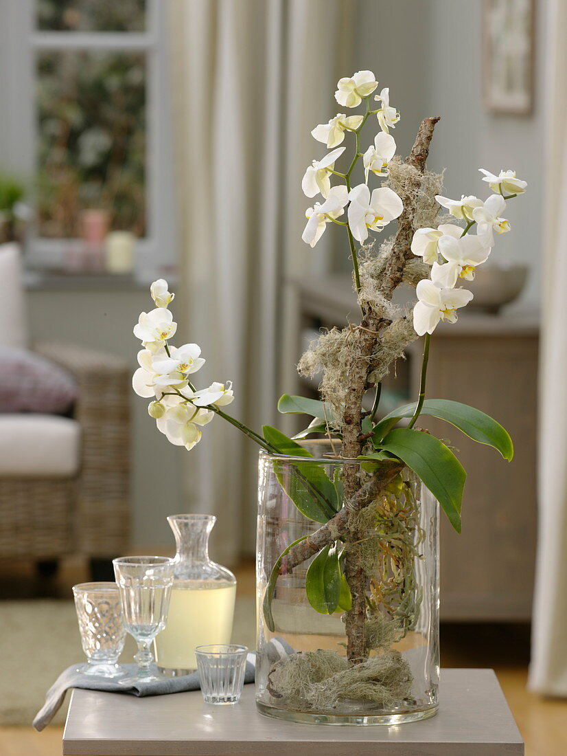 Phalaenopsis (Malay flower, butterfly orchid) in glass pot