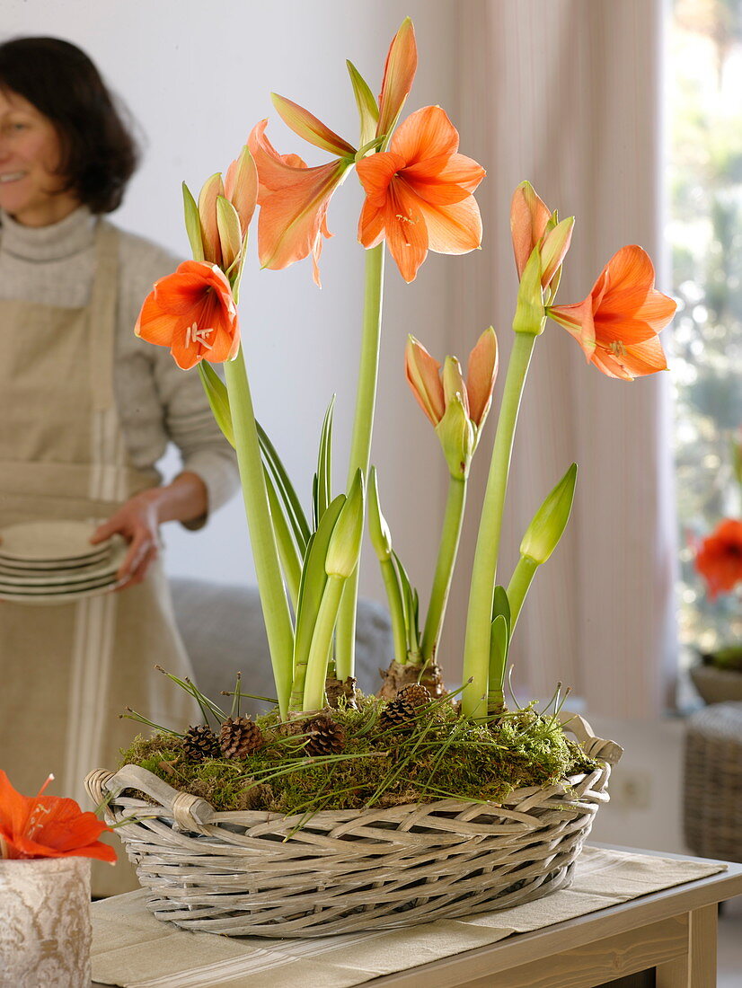 Hippeastrum 'Orange Souvereign' (Amaryllis)