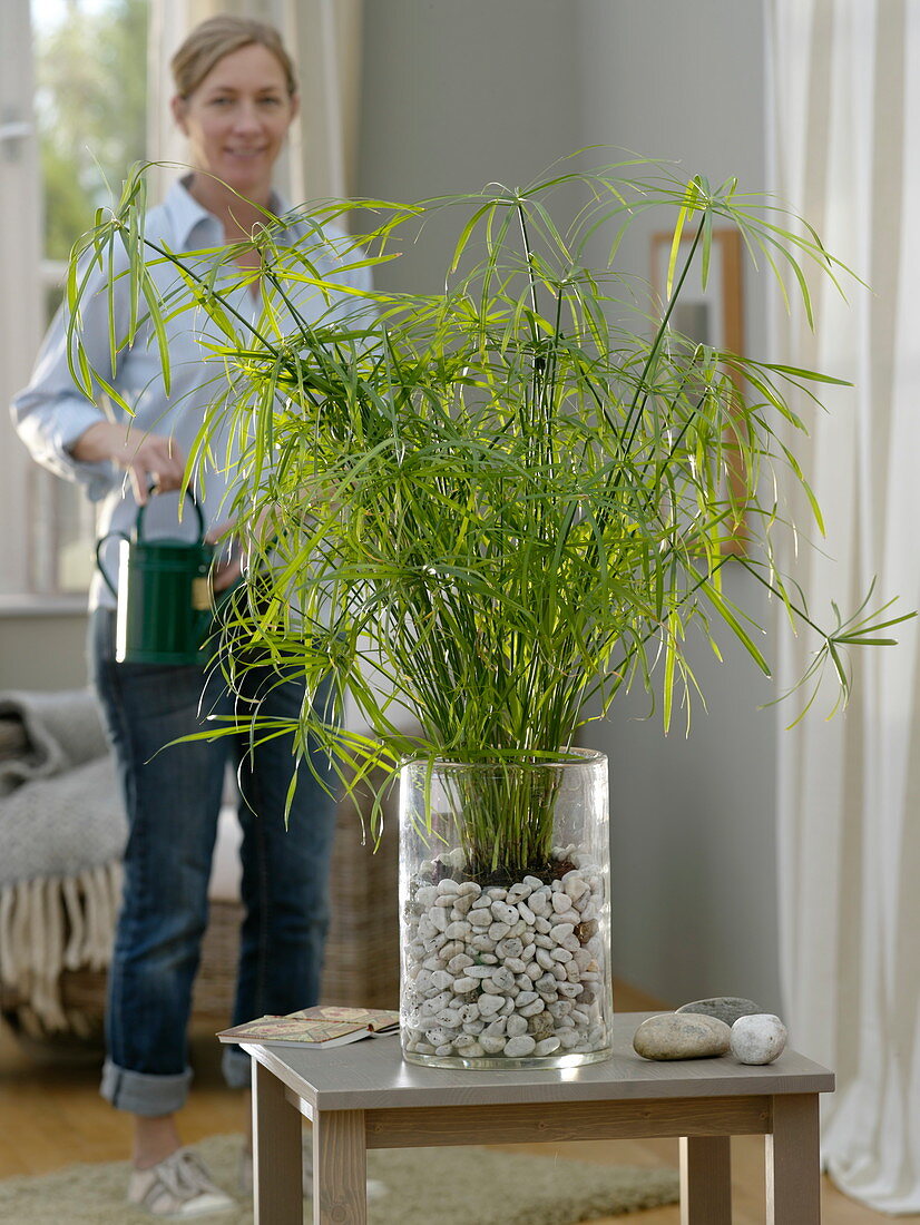 Cyperus alternifolius (Cyprus grass) in glass with pebbles