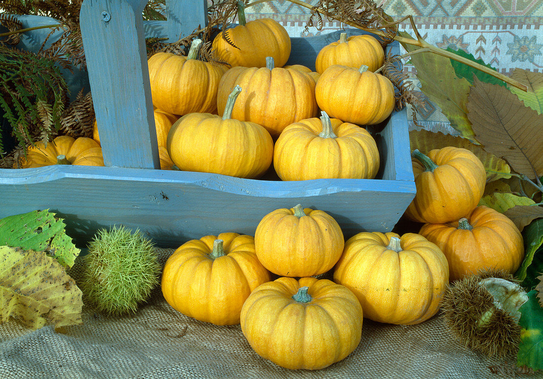 Cucurbita pepo 'Jack Be Little' (garden squash)