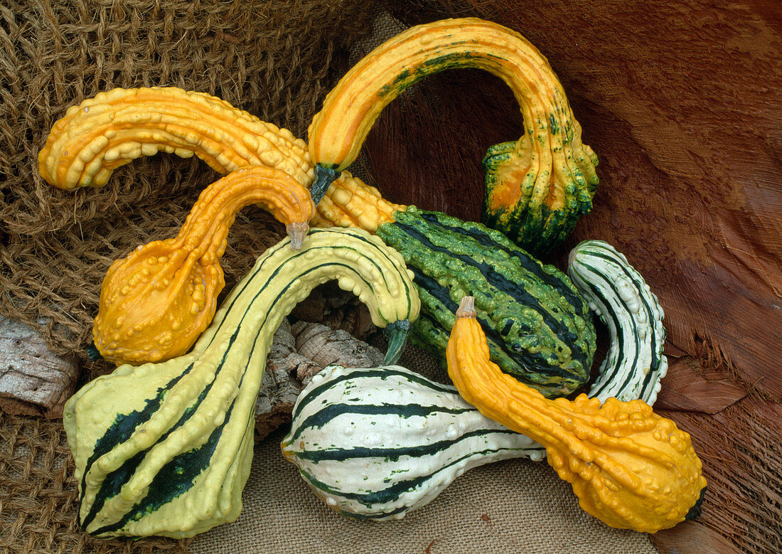 Cucurbita spp 'Indian Mix' (ornamental pumpkin)