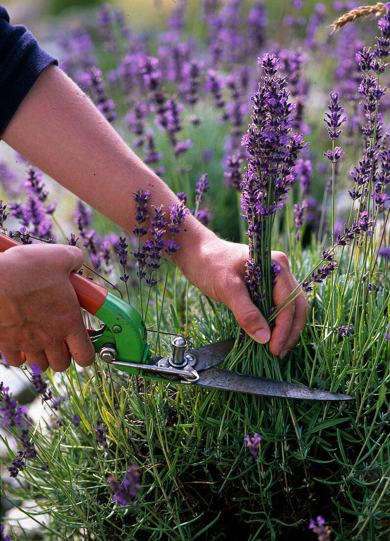 Lavender harvest: Lavandula (lavender) to dry in full bloom