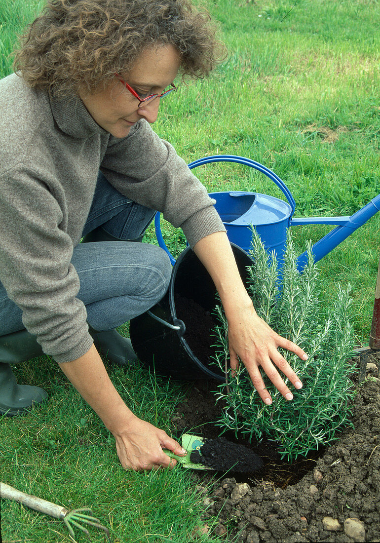 Plant rosemary