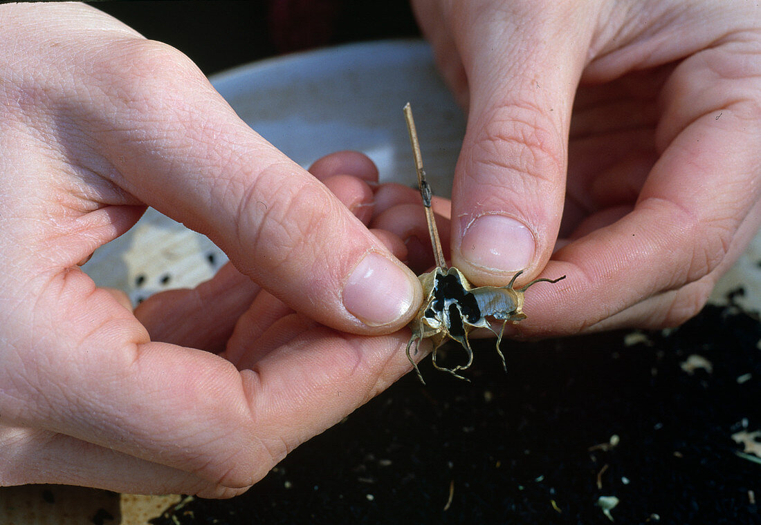 Kräuter-Samen-Ernte: Nigella damascena (Jungfer im Grünen) - Samen wird aus den Samenständen herausgeschüttelt. (3/6)