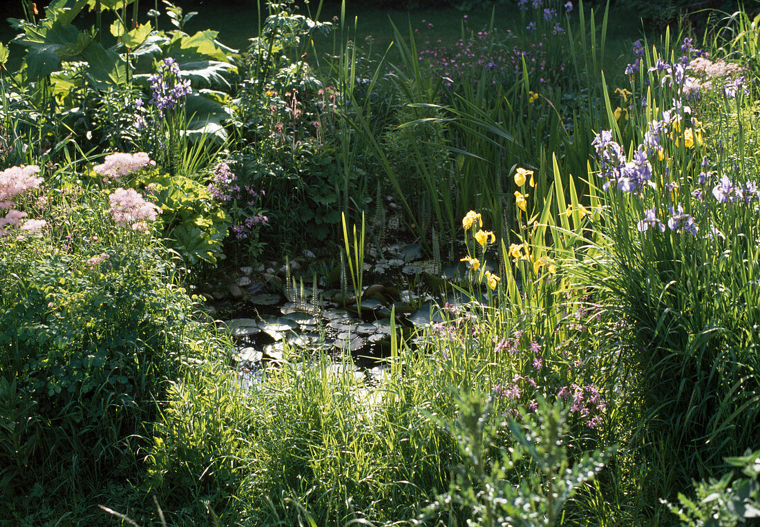 Pond edge planted with: Iris Sibirica