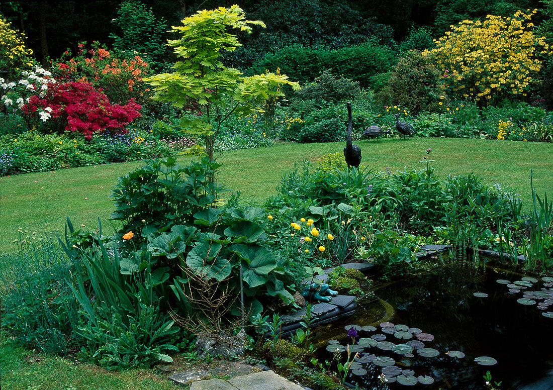 Teichbecken mit Nymphaea (Seerosen) und Sumpfpflanzen, Staudenbeet mit Acer shirasawanum 'Aureum' (Goldahorn), Metall-Vogel und Frosch als Deko, hinten blühende Azaleen