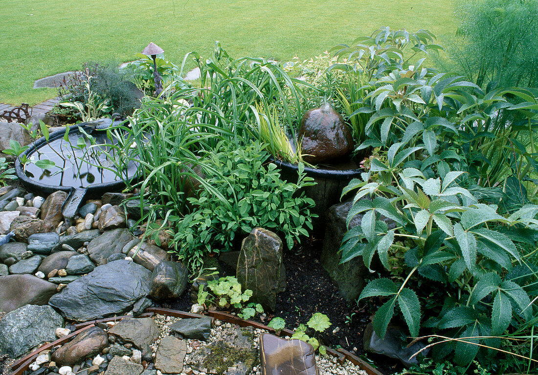 Helleborus argutifolius, Salvia officinalis, small water garden