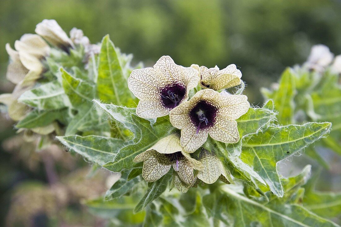 Black henbane (Hyoscyamus niger)