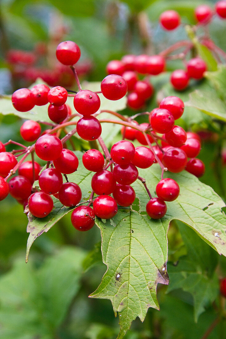 (Snowball, fruits, Viburnum opulus), Bavaria, Germany - Fruits of Viburnum opulus, Bavaria, Germany