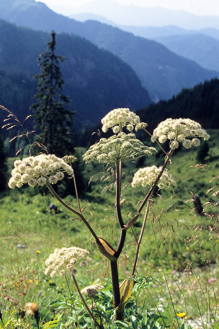 Wald-Engelwurz (Angelica sylvestris), Alpen, Österreich)
