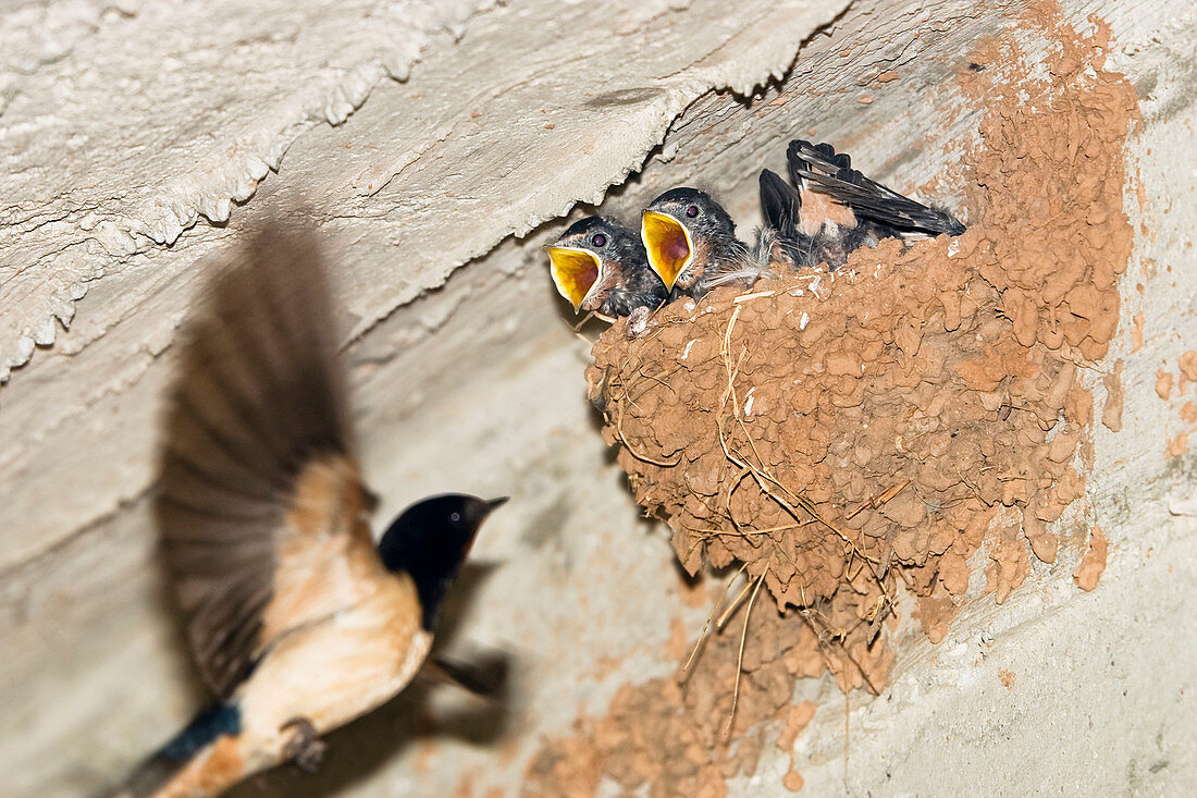 Rauchschwalbe am Nest, Fütterung, Hirundo rustica, Griechenland (Swallow at nest, Hirundo rustica, Greece, Europe)