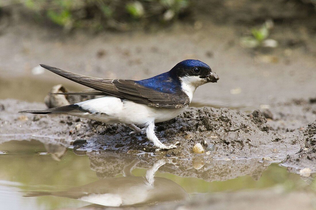 House Martin collecting clay for nest building, Delichon urbica, Europe