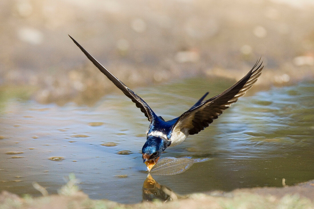 Barn swallow drinking in flight, Hirundo rustica (digitally enhanced), Europe