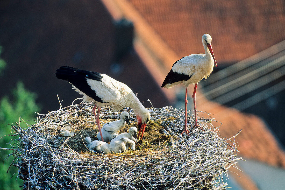 White stork with young in nest (Ciconia ciconia), Germany
