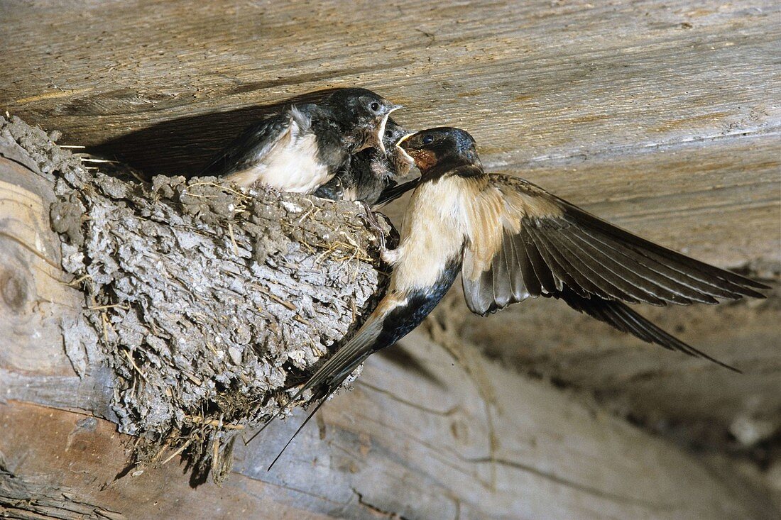 Barn swallow at nest with young in barn, Hirundo rustica, Bavaria, Germany