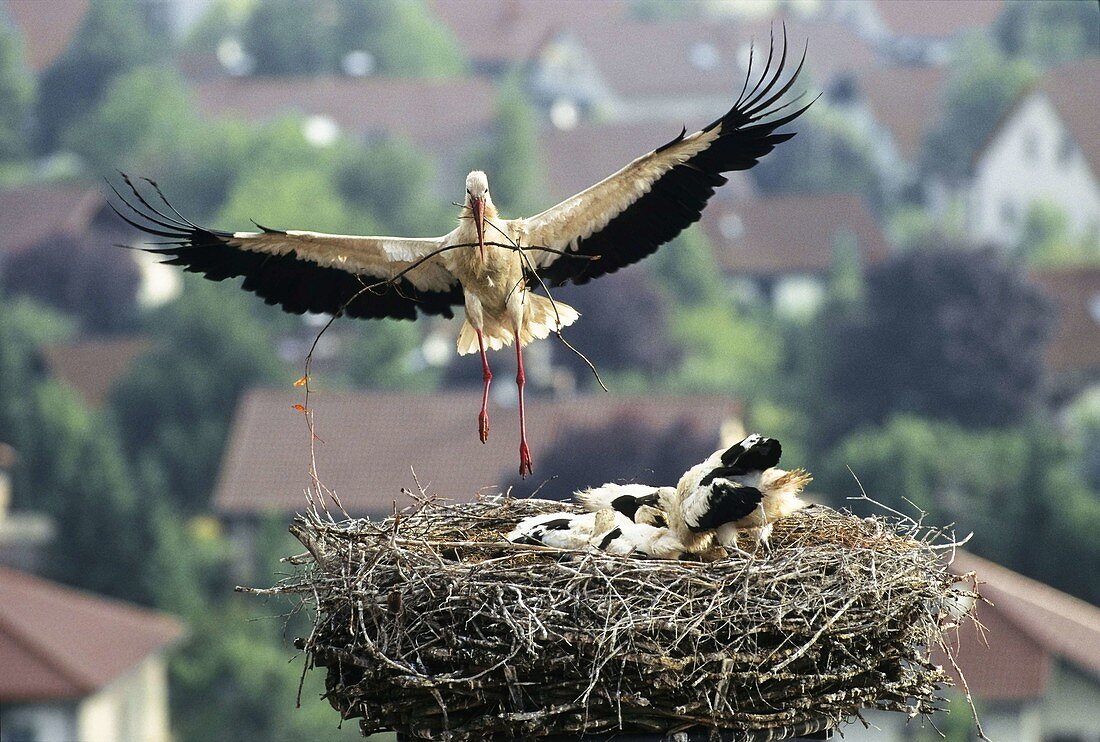 White Stork with chicks in nest, Ciconia ciconia, Germany