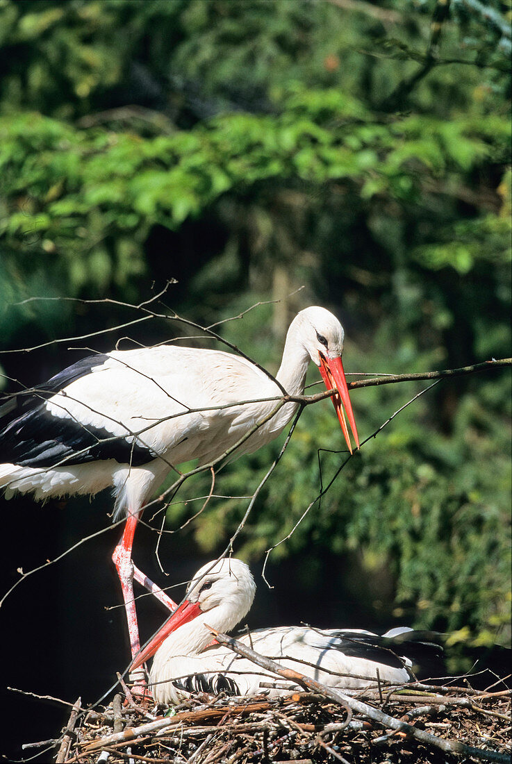 White Storks with nesting material on the nest (Ciconia ciconia), Europe