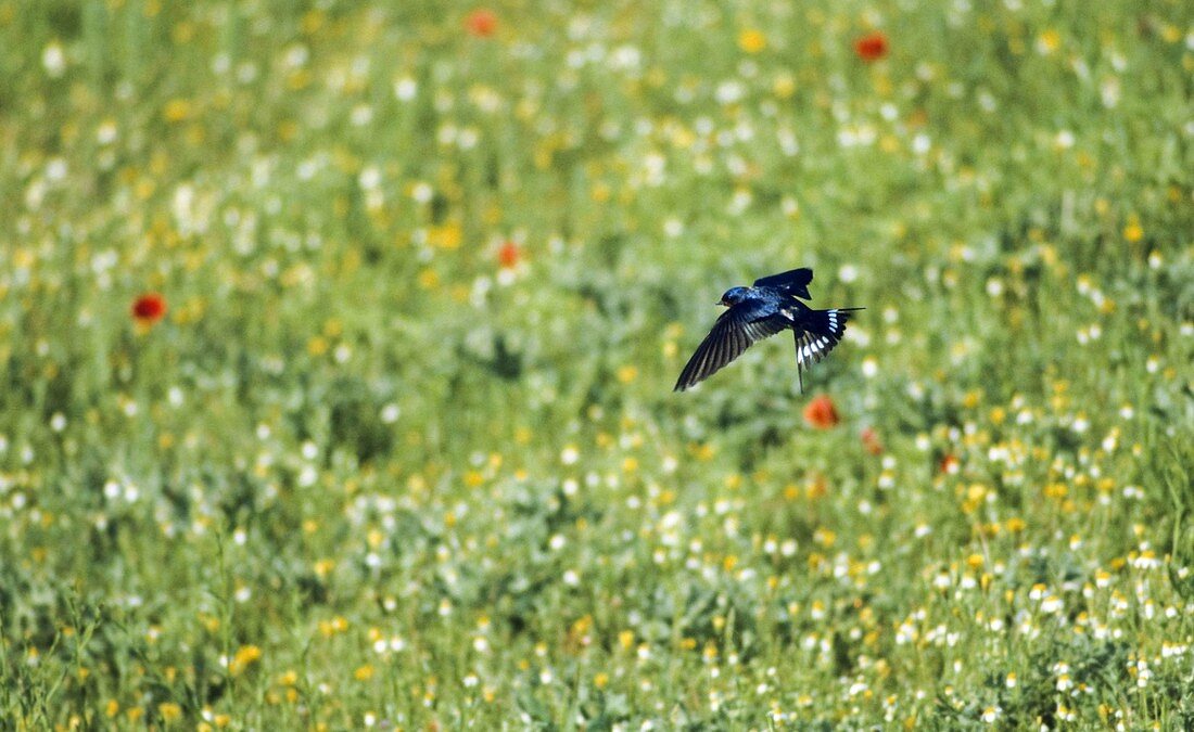 Swallow in flight over flowering meadow, Hirundo rustica, Germany, Europe