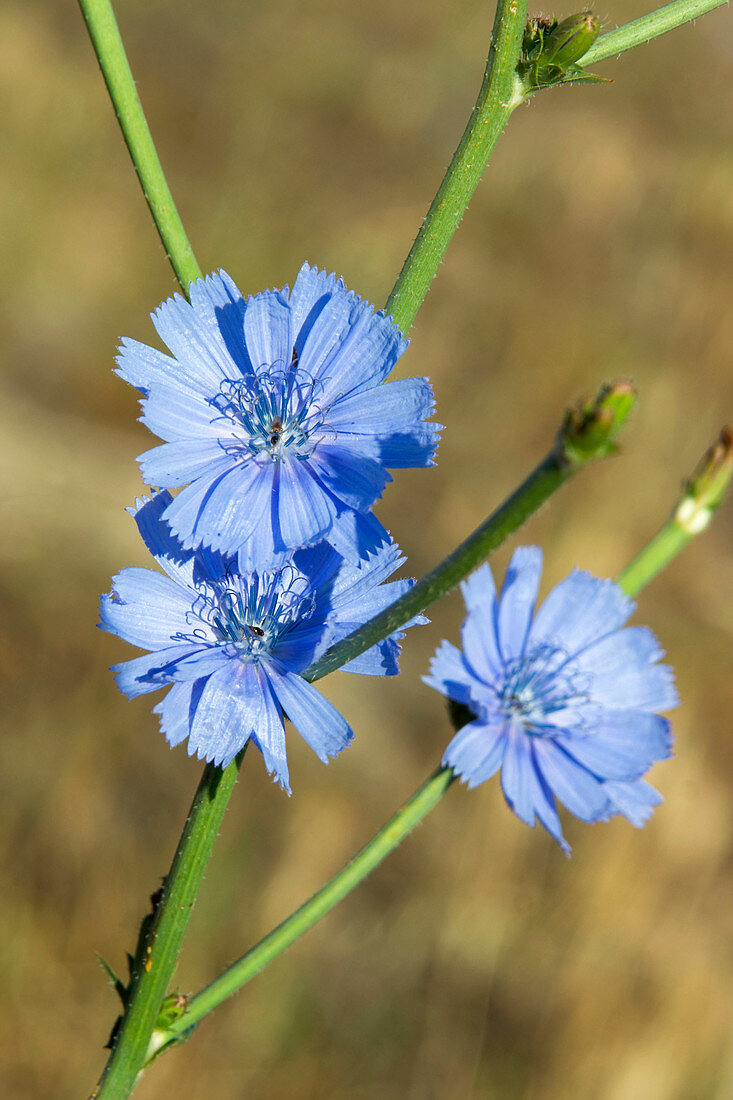 Gemeine Wegwarte blühend, Griechenland flower, Greece, Cichorium intybus