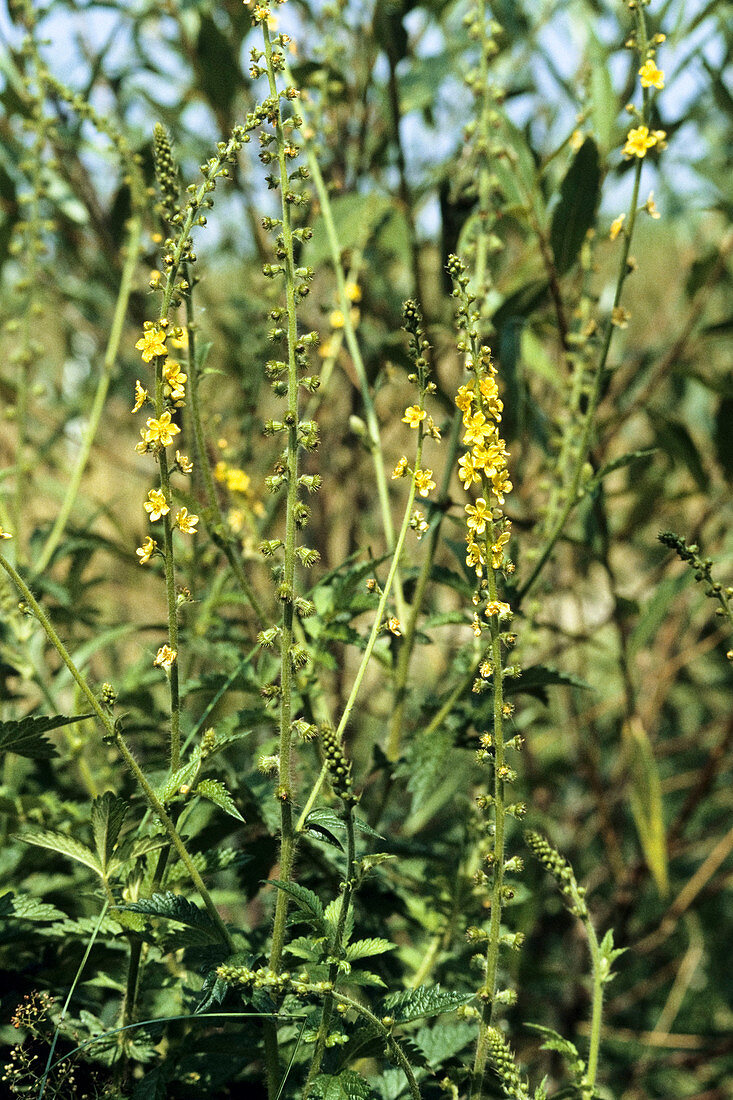 Gemeiner Odermennig, Agrimonia eupatoria, Deutschland