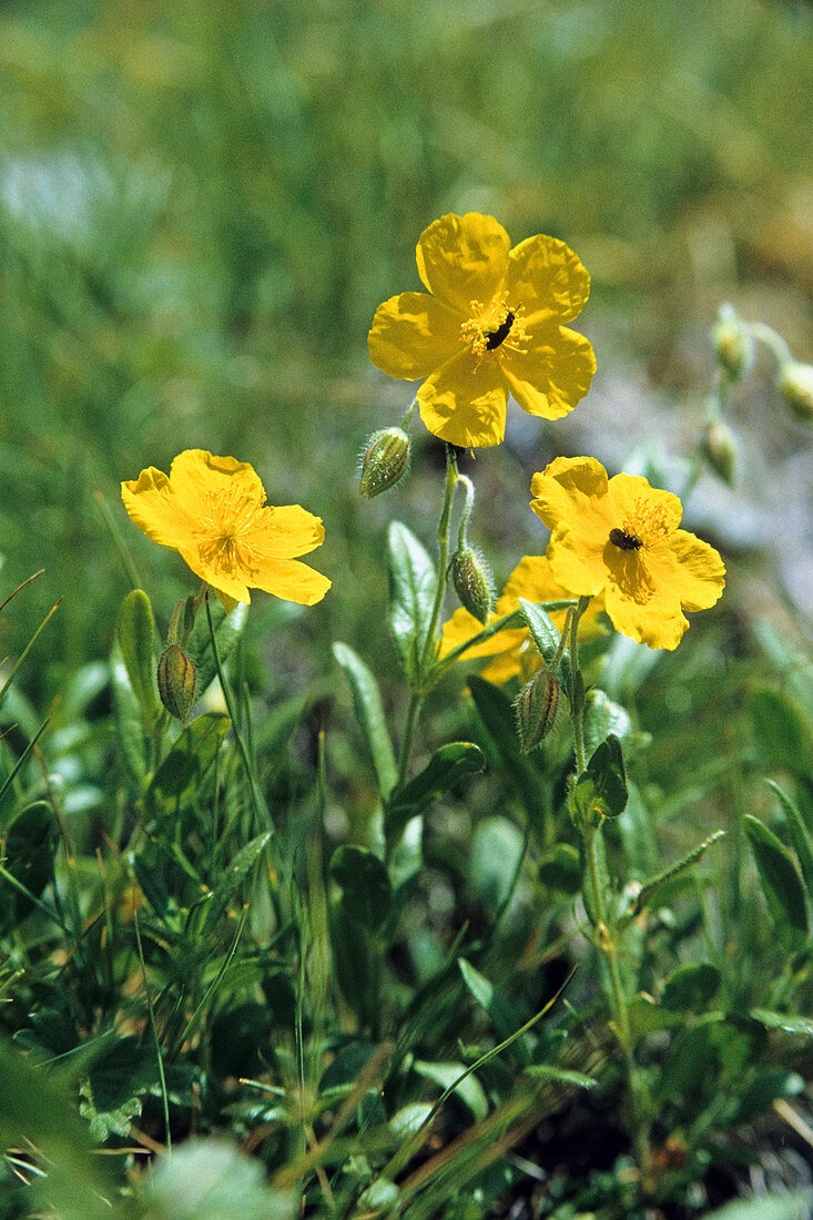 Yellow sunflower, Helianthemum nummularium, Germany