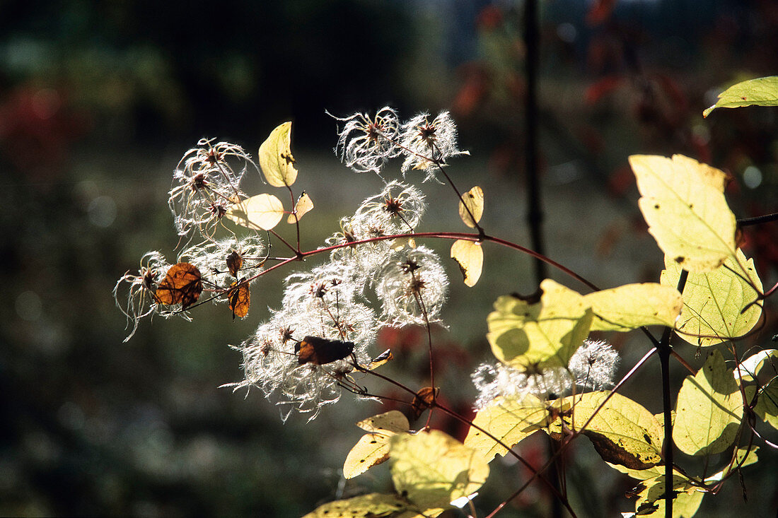 White wood vine fruiting, Clematis vitalba, autumn, Bavaria, Germany