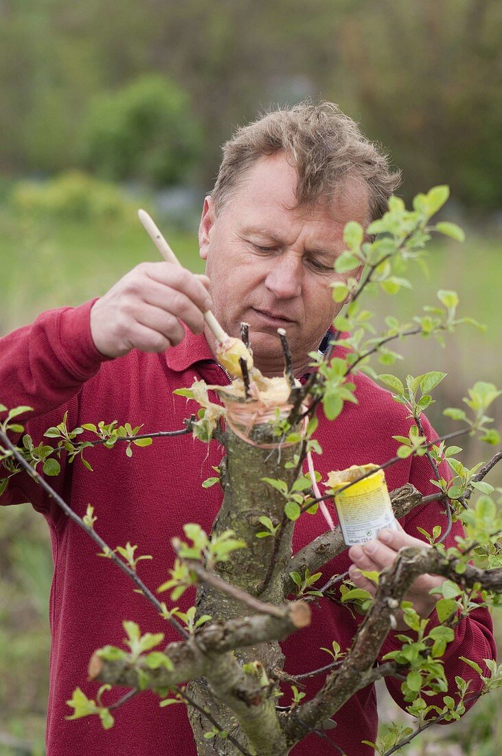 Geißfußveredelung zum Umveredeln eines alten Apfelbaumes