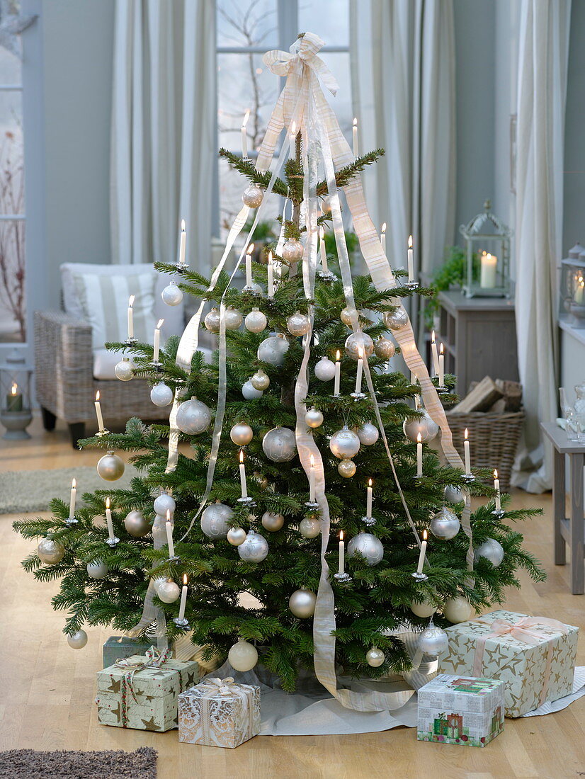 Abies nordmanniana (Nordmann fir) festively decorated