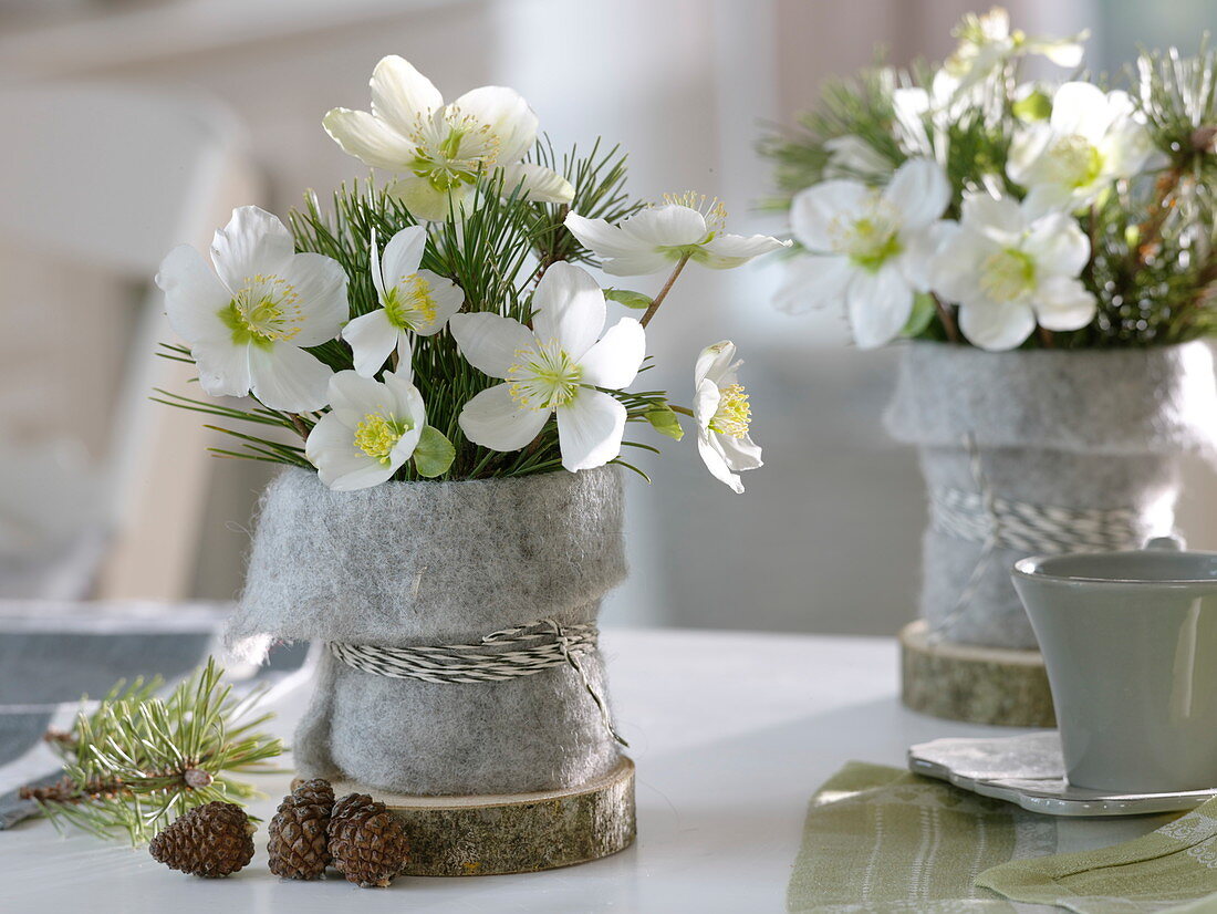 Small bouquets of Helleborus niger with Pinus