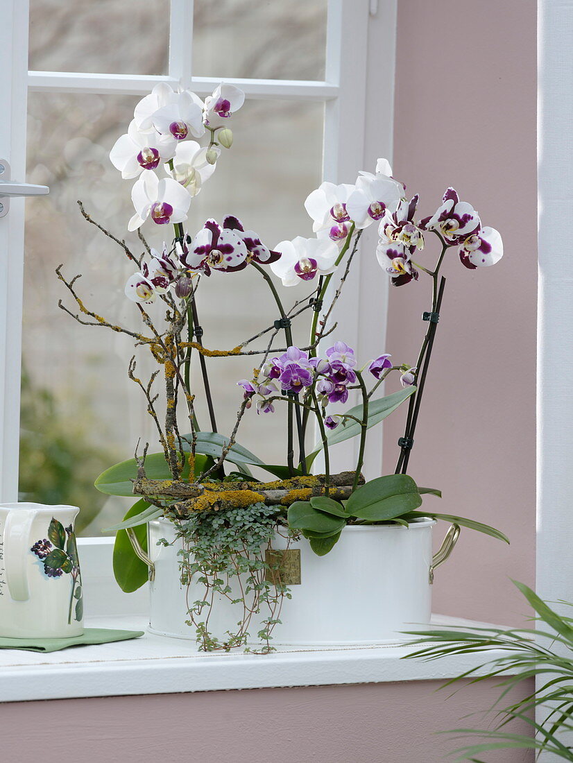 Phalaenopsis (Malay flower, butterfly orchid), Pilea