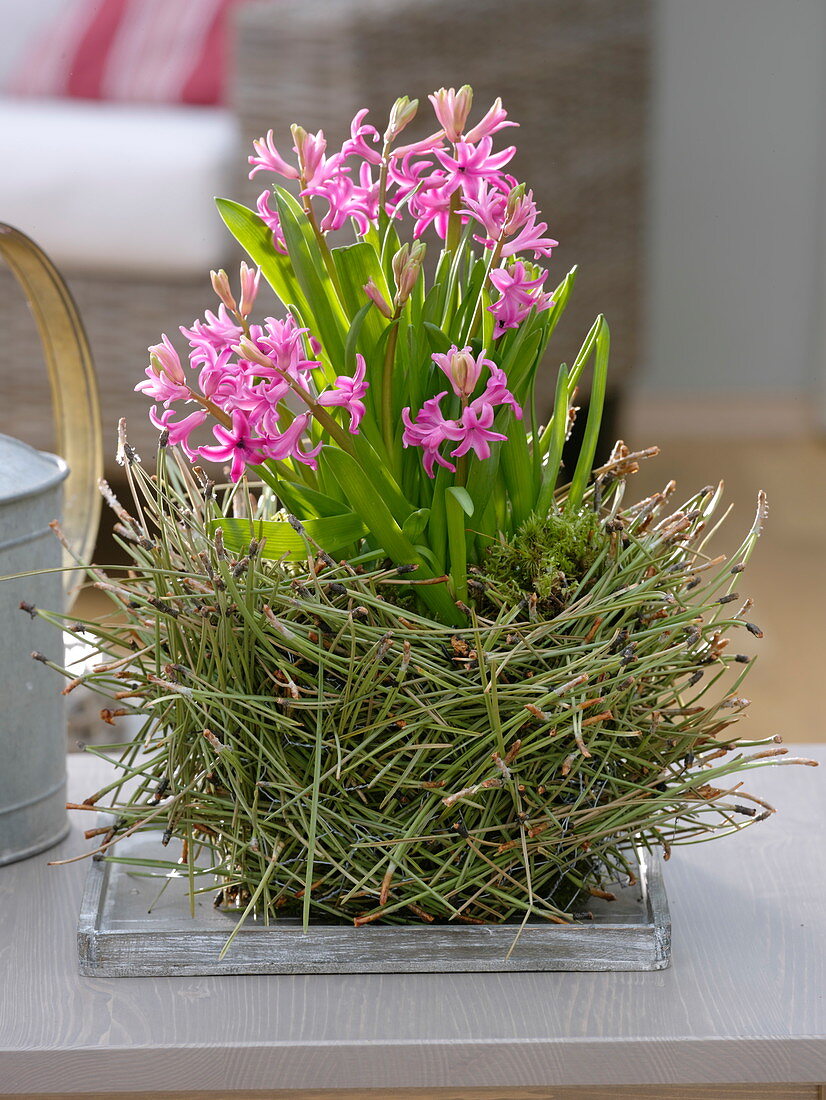 Hyacinthus multiflorus (Hyazinthe) in Übertopf mit Kiefernnadeln