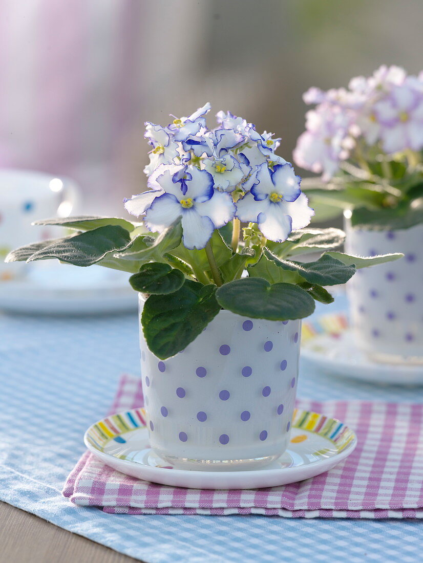 Saintpaulia (African Violet) in cup